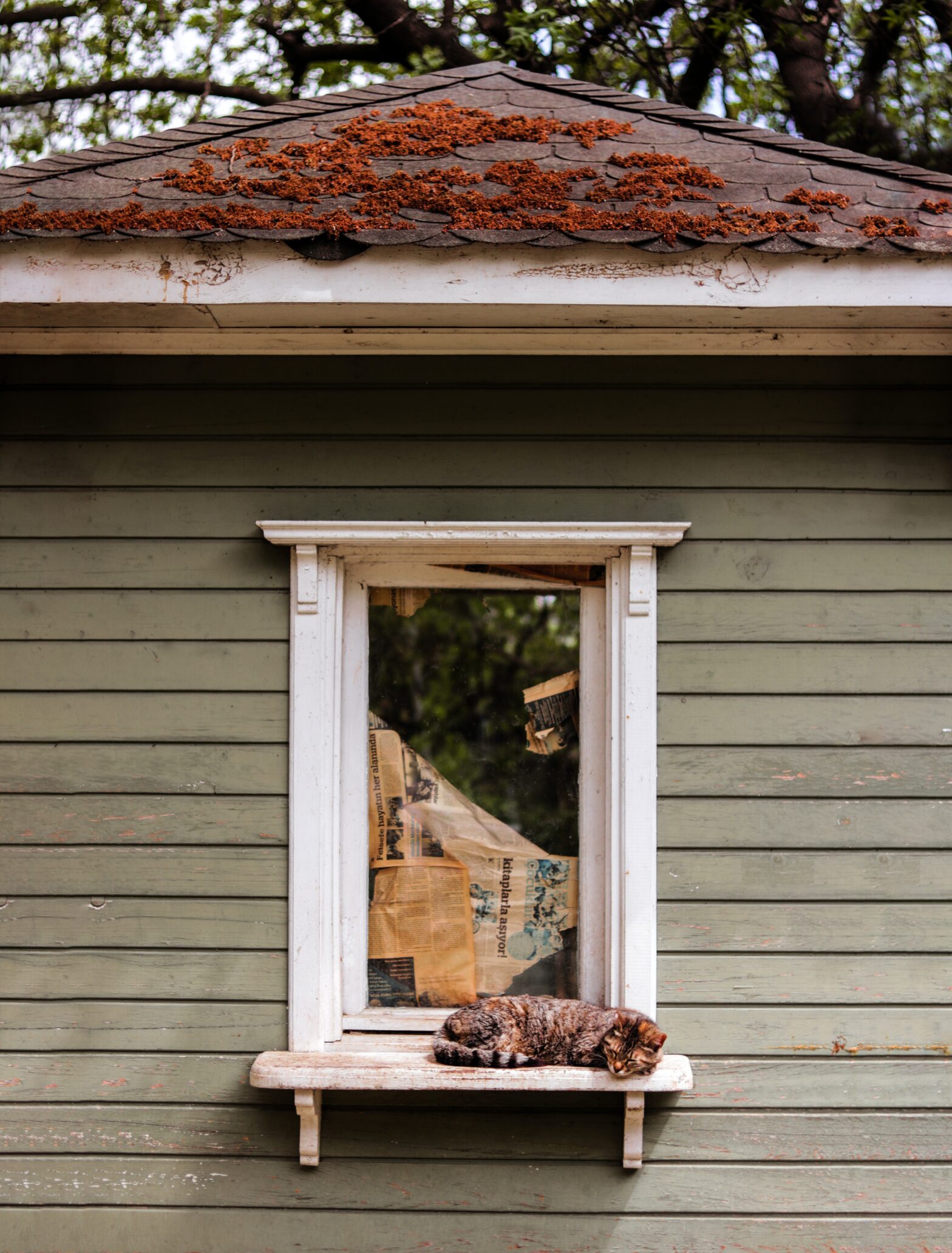 Autumnal leaves sit on a roof